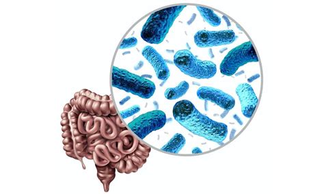 The Human Microbiome Why Needham Gastroenterology Associates