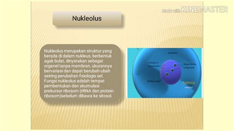 Wilda Sari Video Presentasi Tentang Struktur Dan Fungsi Nukleus Dan