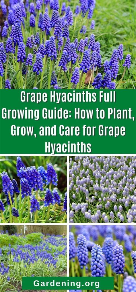 Grape Hyacinths Aka Muscari Are One Of The Must Have Bulbs For Early
