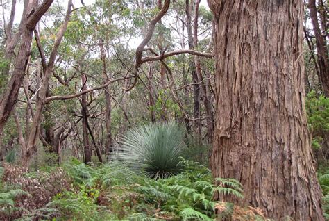 Stringybark Forest Around The Raywood Nursery South Aust Flickr