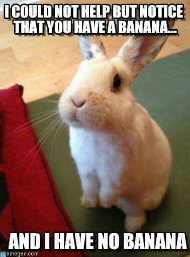 These Bunny Memes Are Soooo Cute It Will Make You Squee