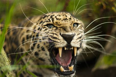 Amur Leopard Bears His Teeth Clockity Flickr