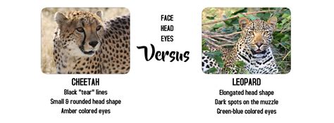 What's The Difference? Cheetah Vs Leopard - Safari Ventures