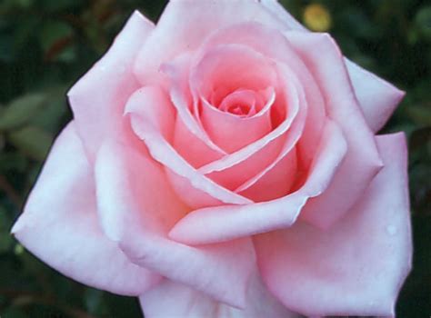 Babette Ludwigs Rosesludwigs Roses Amazing Flowers Beautiful Roses
