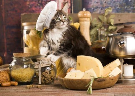 Can Cats Eat Cheese Is It The Best Treat