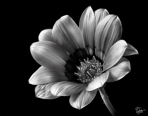 Flowers, with their extraordinary variety and dazzling colors, present a particularly rich resource. Gazinia In Black And White by Endre Balogh | Black and ...