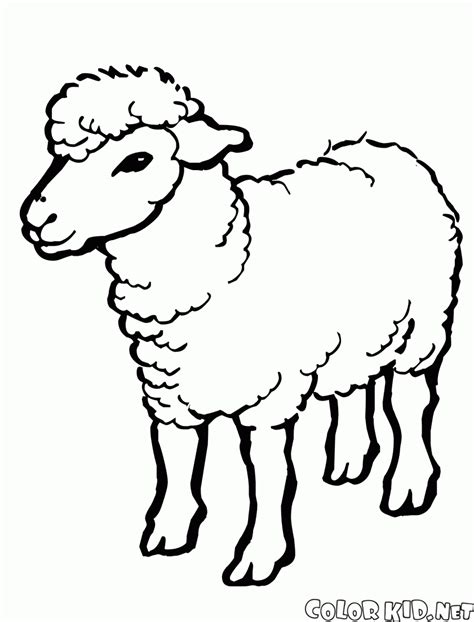 Sheep are small ruminants, just… Coloring page - Sheep and lamb