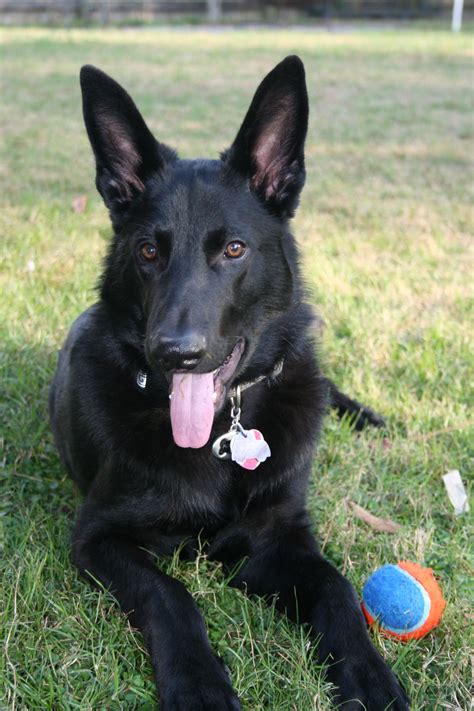 Black German Shepherd 5 12 Months Old German Shepherd Food German