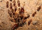 Images of Us Termite