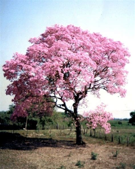Assista a transmissão ao vivo os jogos do brasileirão, copa do brasil e as principais competições do futebol nacional. Cerrado mineiro. BRASIL. IPE. (com imagens) | Lindas paisagens