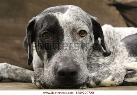 Closeup Adult Blue Tick Coonhound Pit Stock Photo Edit Now 1269220720