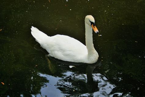 Swan On Pond Free Stock Photo Public Domain Pictures