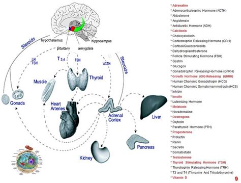 62 best images about Nursing (Endocrine System) on Pinterest | Pineal