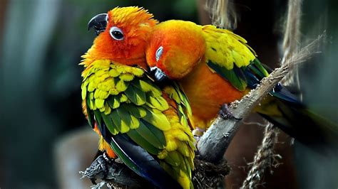 Beautiful Colorful Birds 1920 X 1080 Wallpaper