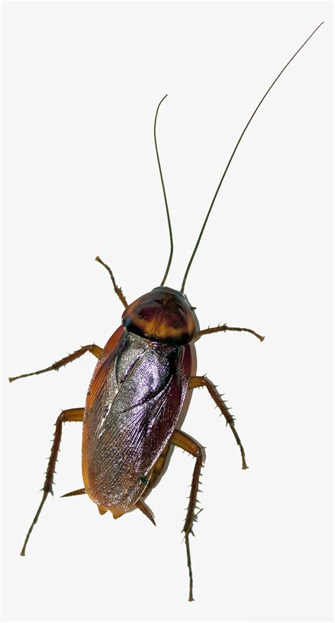 American Cockroach Periplaneta Americana Vector Control Services