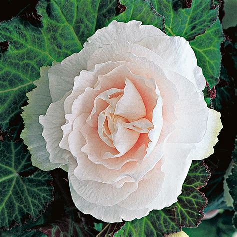 We did not find results for: Begonia Pink Champagne - Blackmore & Langdon | White ...