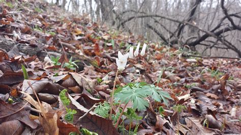 Wordless Wednesday Spring Flower Finds Iowa Natural Heritage Foundation