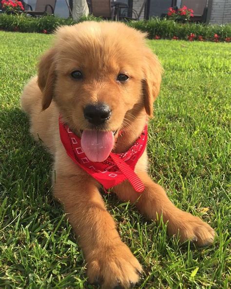 Shadow The Golden Retriever