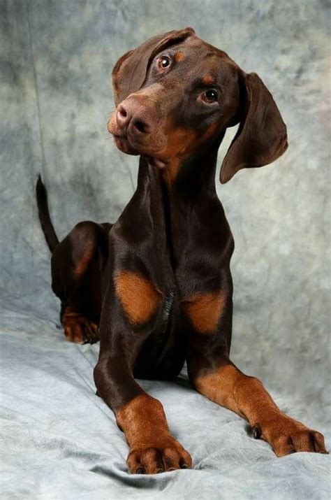 Beautiful All Natural Doberman With Uncropped Ears And Tail Doberman