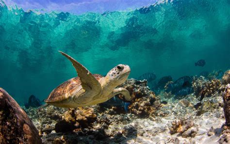 Turtle Tortoise Underwater Ocean Topical Fish Wallpapers Hd