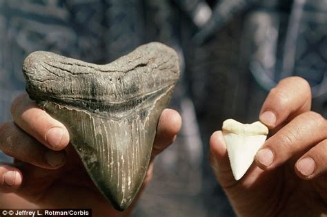 New Study Rubbishes Claim That Megalodon Still Roams The Ocean Daily