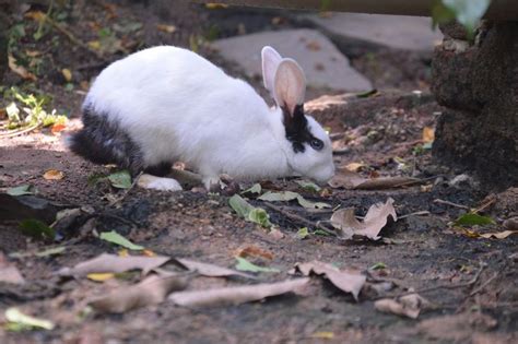 Pin By Sujalkatakwar On Cool Pic Animals Pics Rabbit