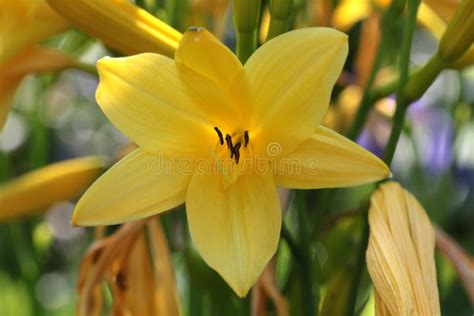 Lily Flower Two Stock Image Image Of Grass Flower 222751953