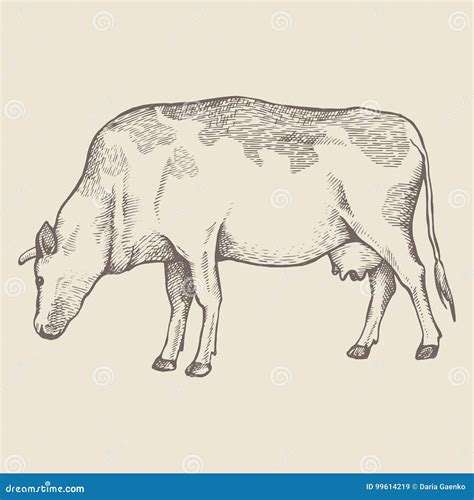 Cow is eating grass stock illustration. Illustration of isolated - 99614219