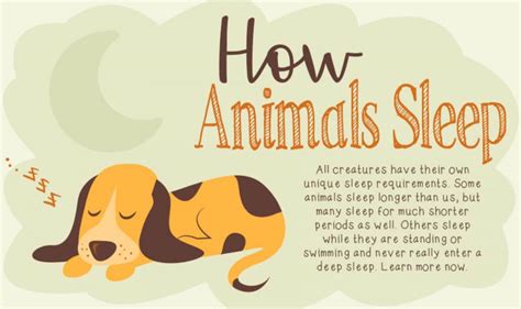 Proven tips from dog experts that has worked for more than 875,000 dog owners worldwide. How Many Hours a Day Should a Dog Sleep- Everything You ...