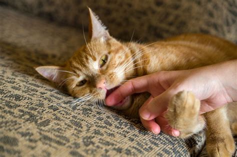 Reasons Why Cats Bite And How To Stop It