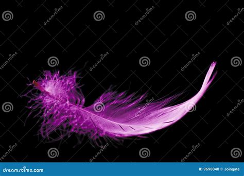 Pink Feather Stock Photo Image Of Colored Vivid Feather 9698040