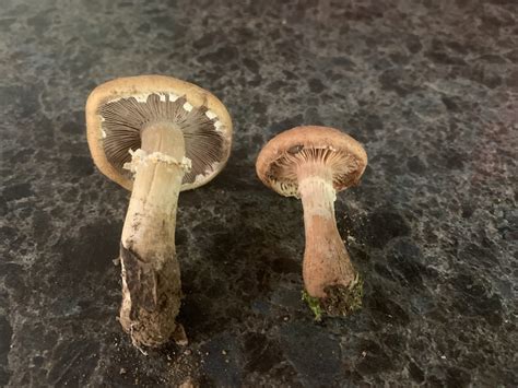 Hebeloma Radicosum Rooting Poison Pie Mushrooms Of Ct