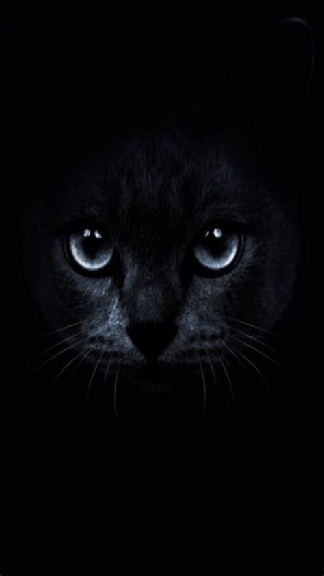Black Cat Blue Eyes Wallpaper Hd Petswall