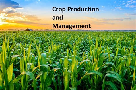 What Are Crop Production And Management