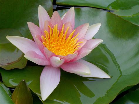 Water Lily 1 Nymphaeaceae Cosmopolitan Distribution Thi Flickr