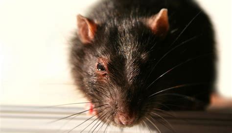 Use this free guide to learn methods to stop common household pests and rodents. How To Get Rid Of Rats | Winchester, Portsmouth and ...