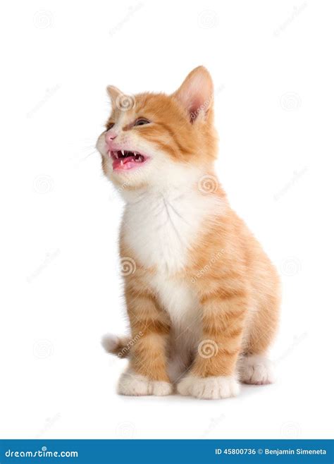 Cute Orange Kitten Meowing On White Background Stock Photo Image