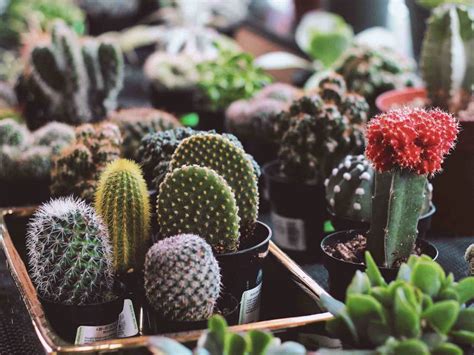 Prévoyez des espaces avec des ambiances particulières : Cactus Jardin intérieur : pour créer un beau jardin de ...