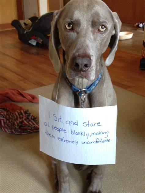 Dog Shaming Collection ~ Funny Joke Pictures