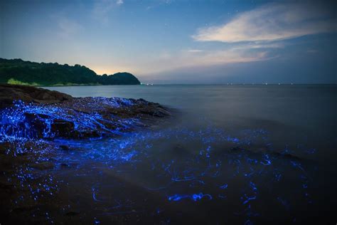 The Blue Rivers Of Bioluminescent Shrimp