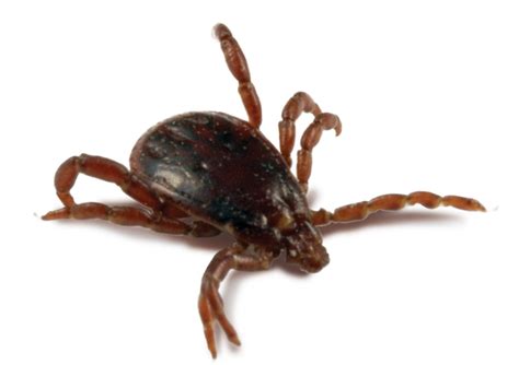 Learn about ticks and find out how to remove ticks. What is the best natural dog tick repellent?