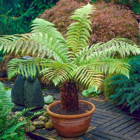 dicksonia antarctica soft tree fern free uk delivery