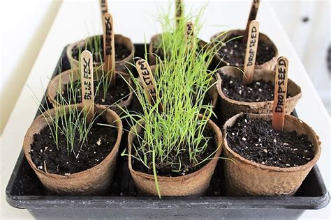 See full list on wikihow.com How to Grow Ornamental Grass from Seed | Stow&TellU