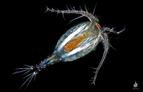 A Freshwater Copepod Possibly Mesocyclops Edax The Size Of The Animal