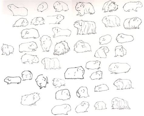 Next, draw the feet which have four toes on each but you can only see four toes on the foot closest to the viewer. Pin on Guinea pigs