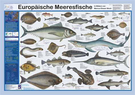 Fischarten In Deutschland Radrundreisen Deutschland