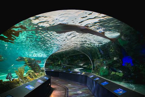 Ripleys Aquarium Of Canada Reviews Us News Travel