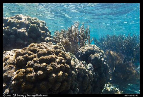 Picturephoto Coral In Shallow Reef Little Africa