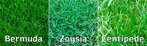 Best Warm Season Grasses For Your Lawns In Texas Part I