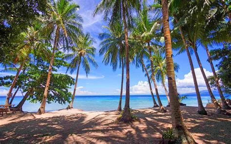 Photography Nature Landscape Palm Trees Beach